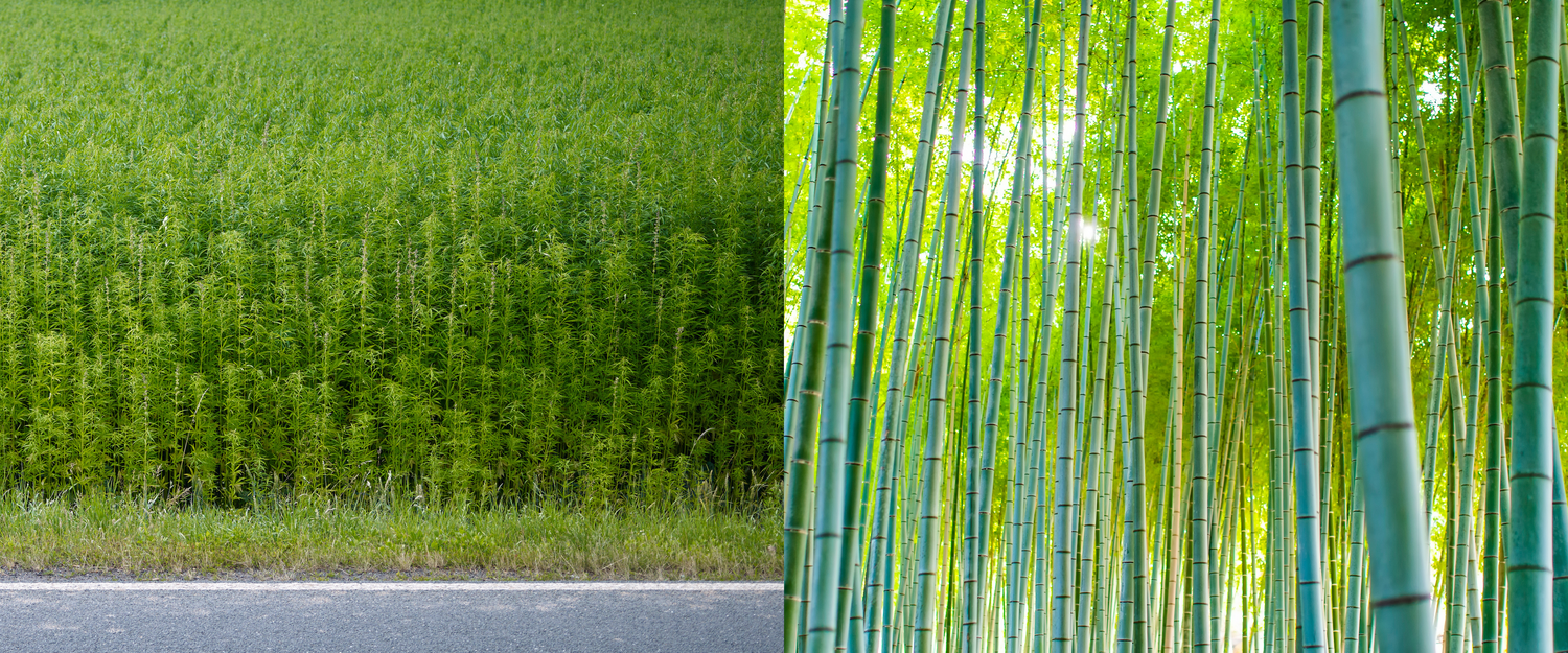 Hemp vs. Bamboo
