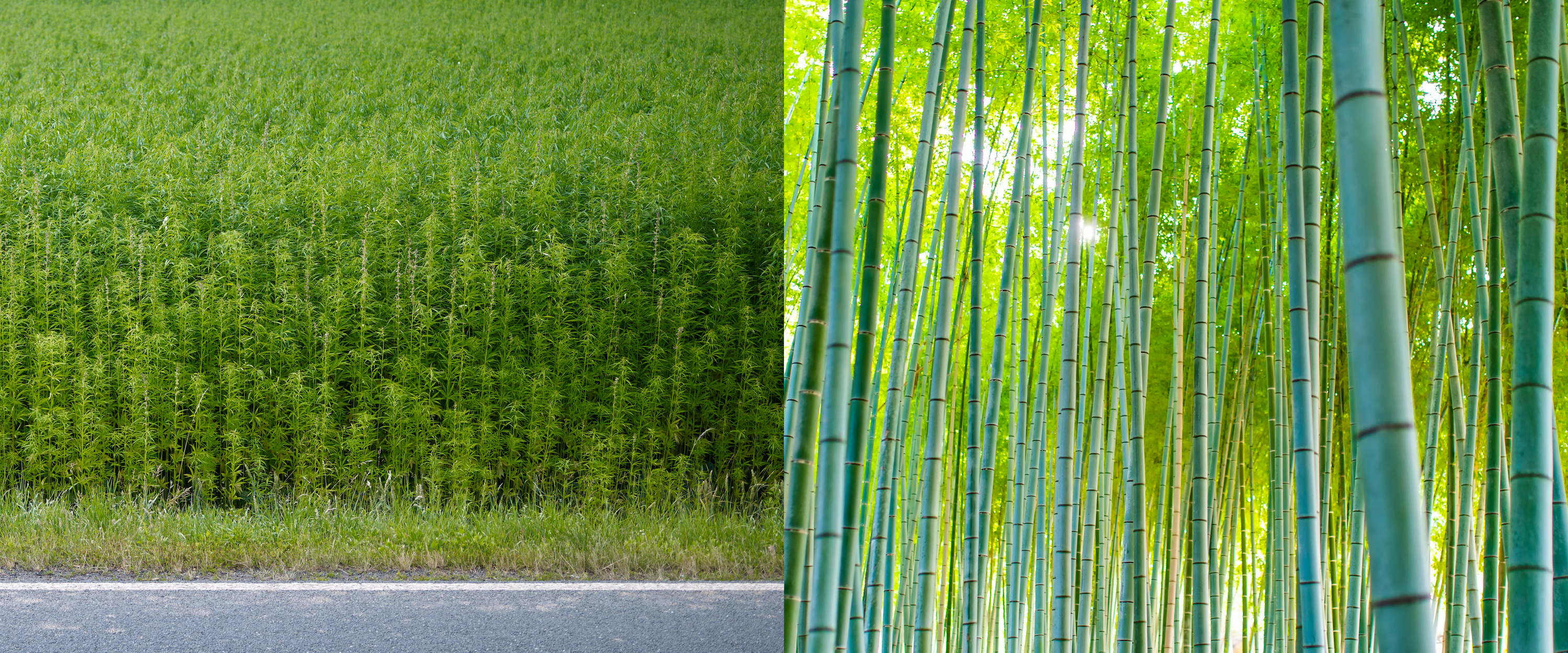 Hemp vs. Bamboo – Botana